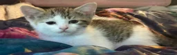 Mixed Breed cats for sale: Kittens looking for forever Homes - Advert 22