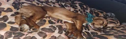 Cocker Spaniel dogs for sale: Casper the friendly dog - Advert 10