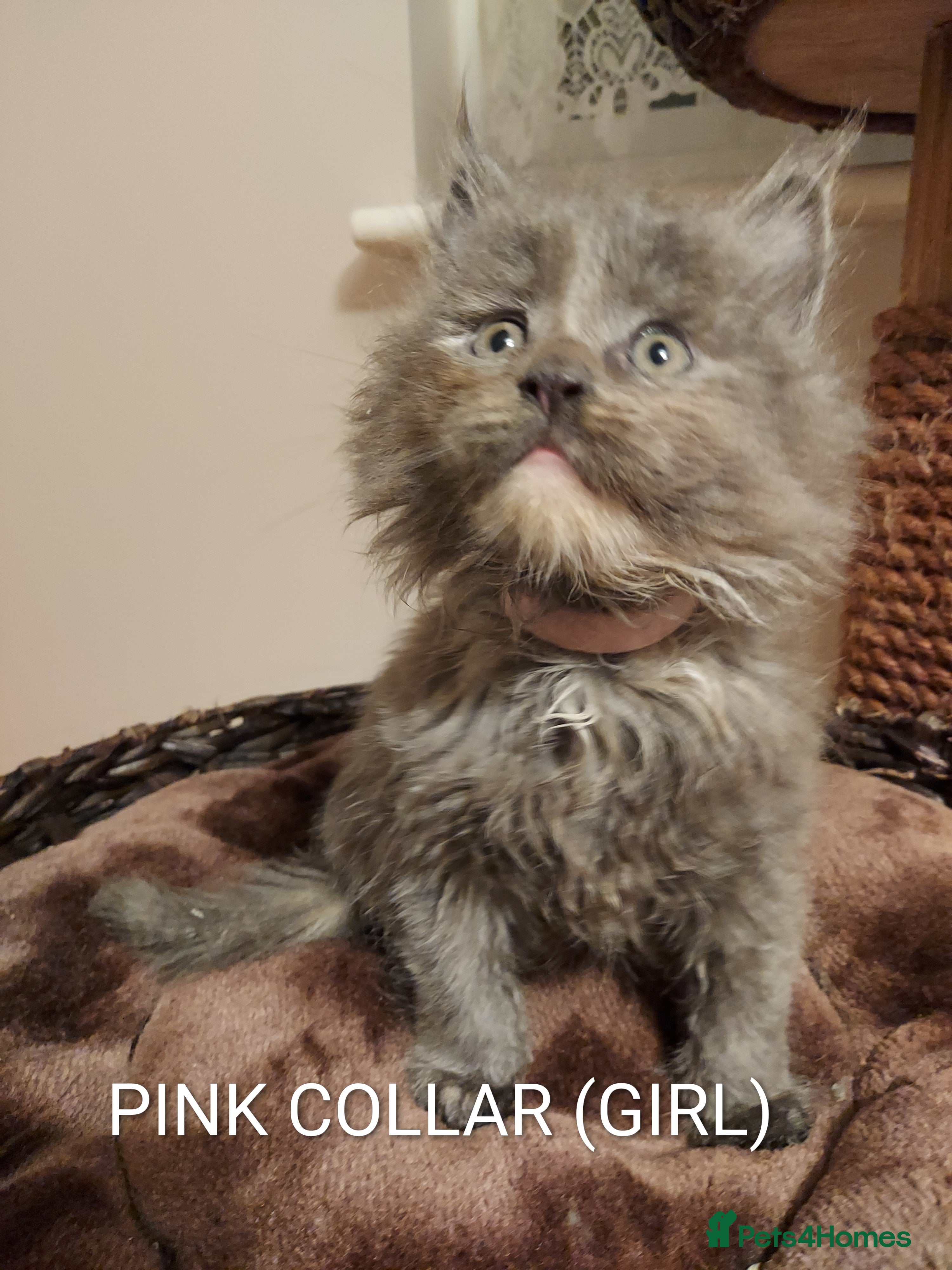 Maine Coon cats GREAT QUALITY MAINE COON KITTENS/DNA/GCCF  - Advert 11