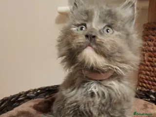 Maine Coon cats GREAT QUALITY MAINE COON KITTENS/DNA/GCCF - Advert 11