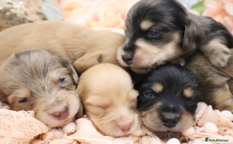 Miniature Dachshund dogs - Advert 4