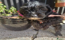 Cavapoo dogs for sale: Gorgeous cavapoo pups  - Image 6