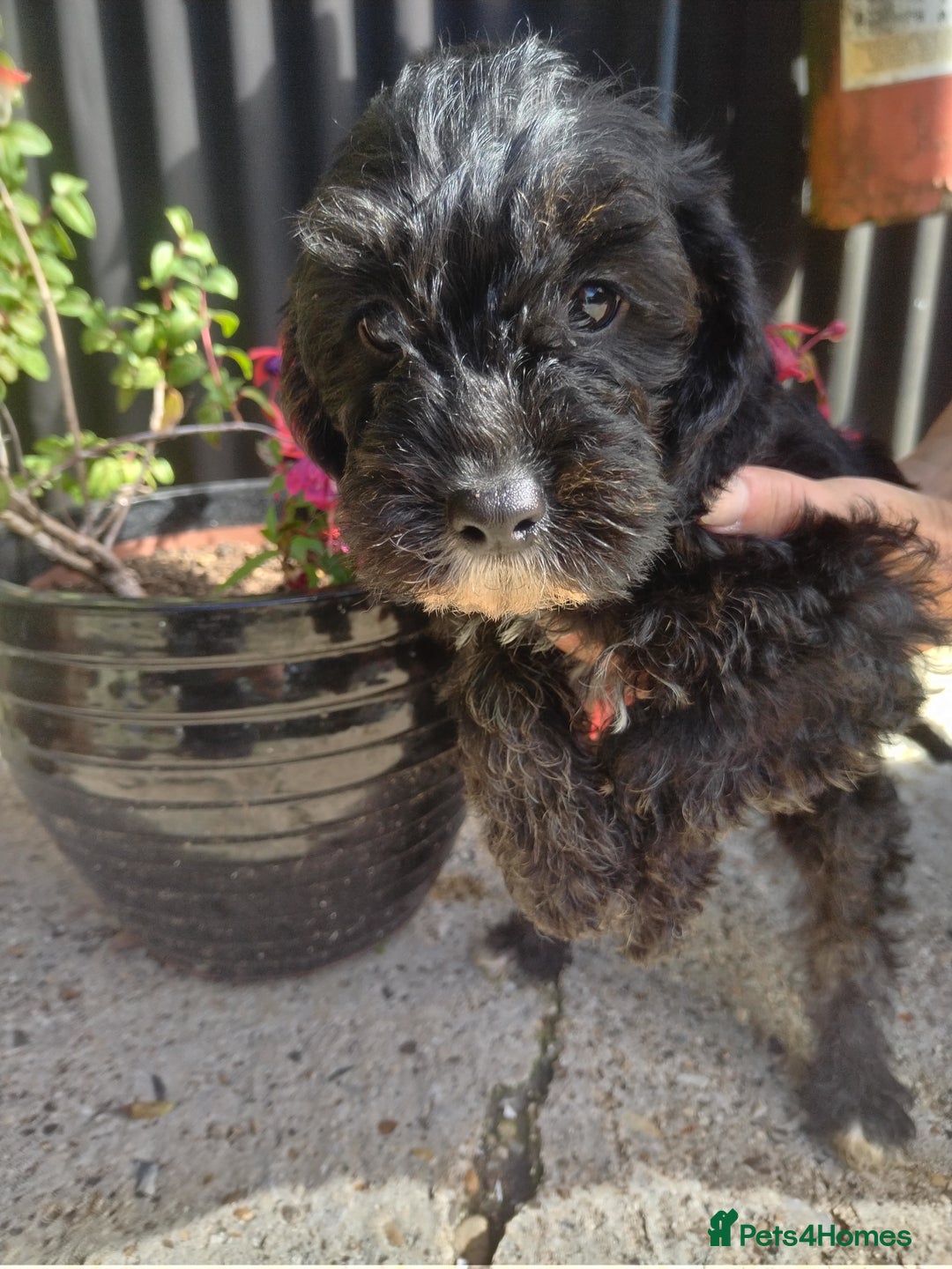 Cavapoo dogs for sale: Gorgeous cavapoo pups  - Image 6