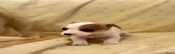 Jack Russell dogs for sale: Miniature Jack Russle puppies - Advert 13