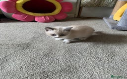 Persian cats for sale: Our cute adorable little female seal point  - Image 21
