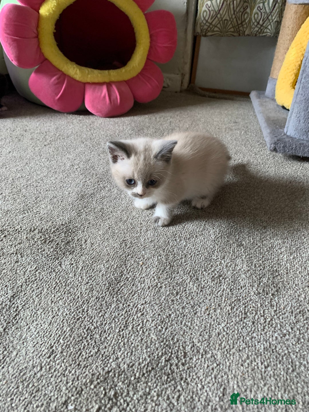 Persian cats for sale: Our cute adorable little female seal point  - Image 21