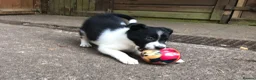Border Collie dogs for sale: QUALITY BORDER COLLIE PUPPIES CHAMPION LINES in Cardiff - Advert 9