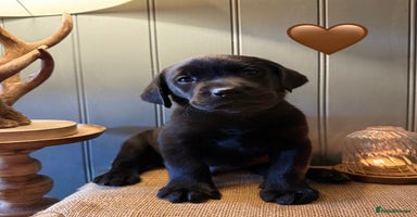Labrador Retriever dogs - Advert 2