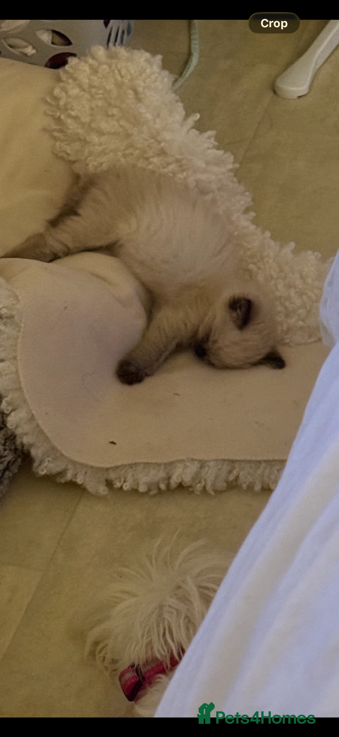 Ragdoll cats for sale: Beautiful Seal Point female Ragdoll kitten - Advert 7