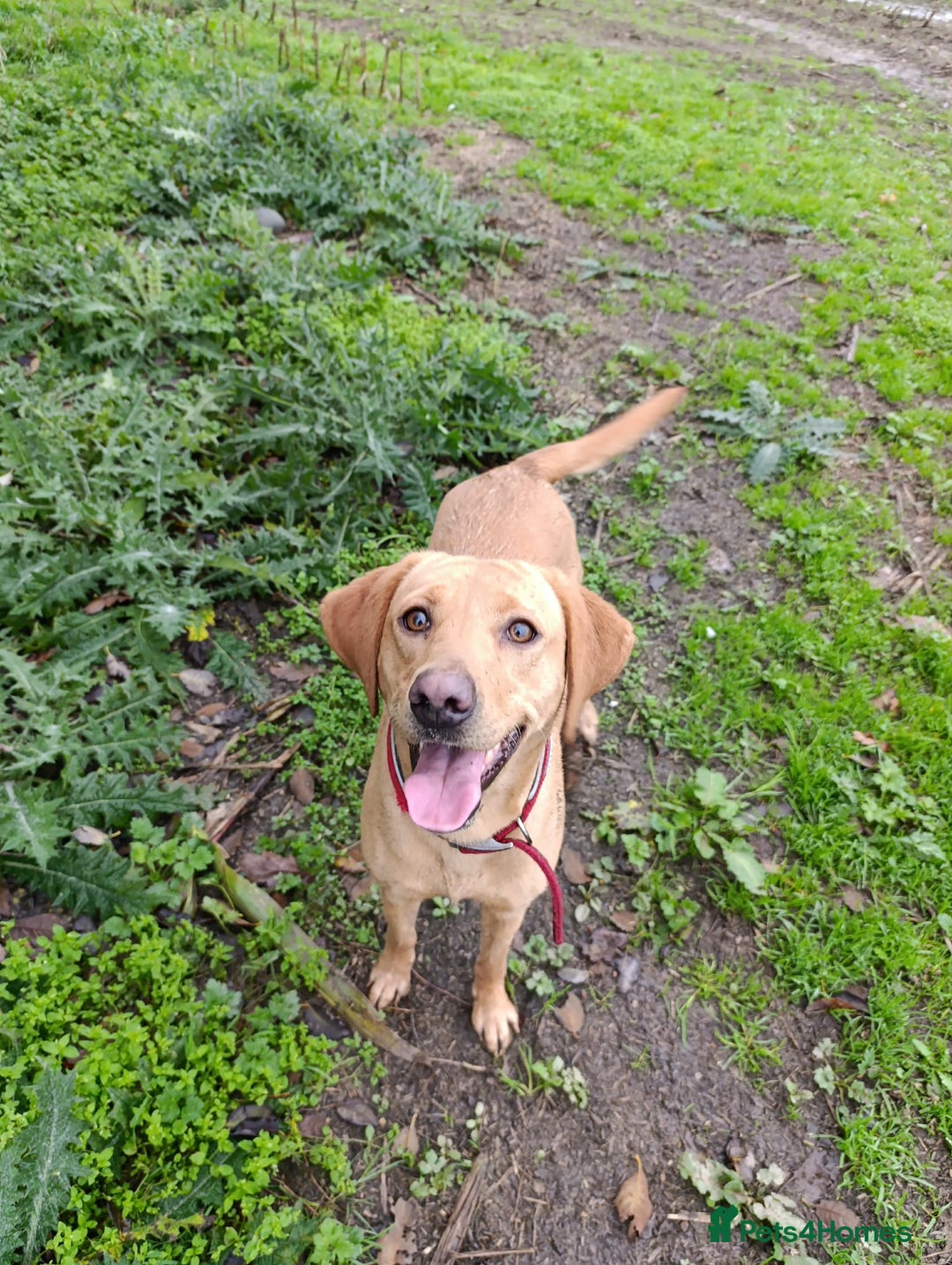 Labrador Retriever dogs for sale: Female Labrador  - Advert 5