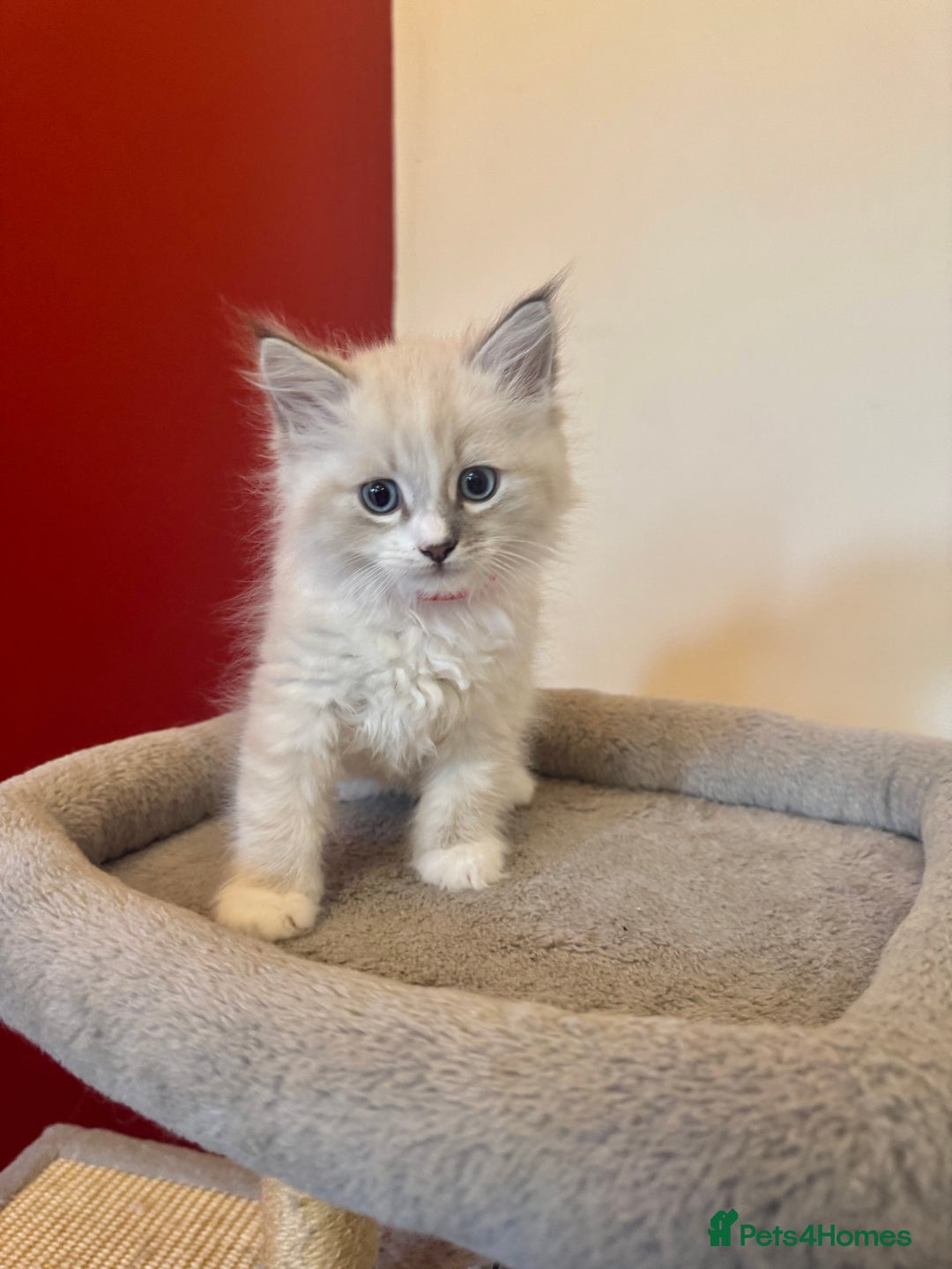 Siberian cats for sale: Stunning Siberian Kittens - Image 5