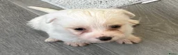 Mixed Breed dogs for sale: JackRussel x Maltese  - Advert 3