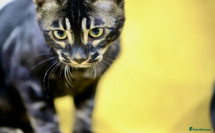 Bengal cats 6 stunning Bengal kittens, possibly our best yet! - Advert 2