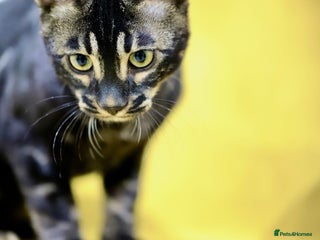 Bengal cats 6 stunning Bengal kittens, possibly our best yet! - Advert 10