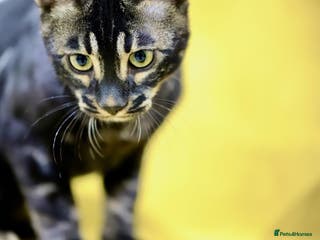 Bengal cats 6 stunning Bengal kittens, possibly our best yet! - Advert 5