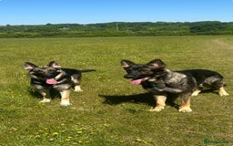 German Shepherd dogs for sale: Lovely shepherds  - Advert 17