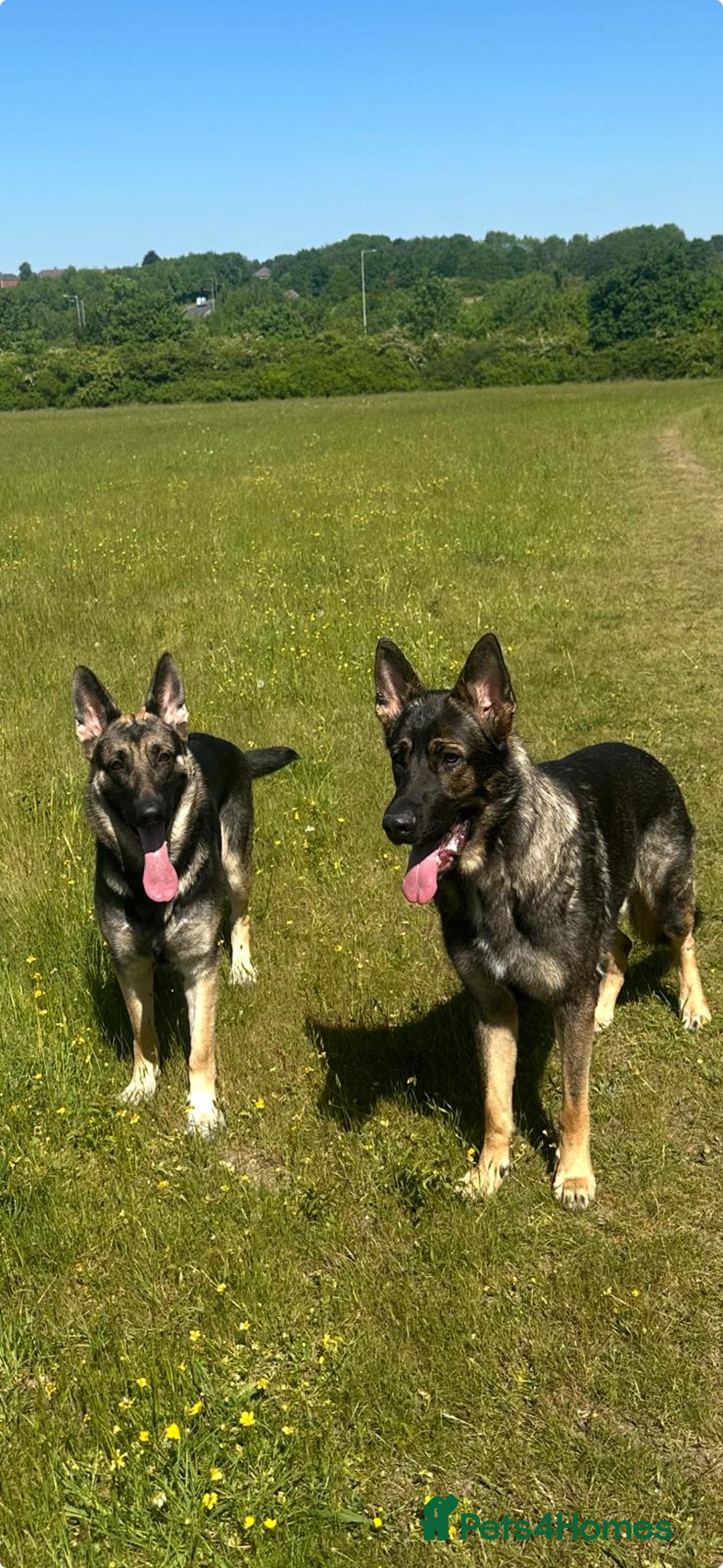 German Shepherd dogs for sale: Lovely shepherds  - Advert 17