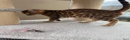 Bengal cats for sale: Bengal 🩷 Female Kitten 🐾 TICA Health Tested - Advert 3