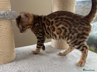 Bengal cats Bengal 🩷 Female Kitten 🐱 TICA Health Tested - Advert 2