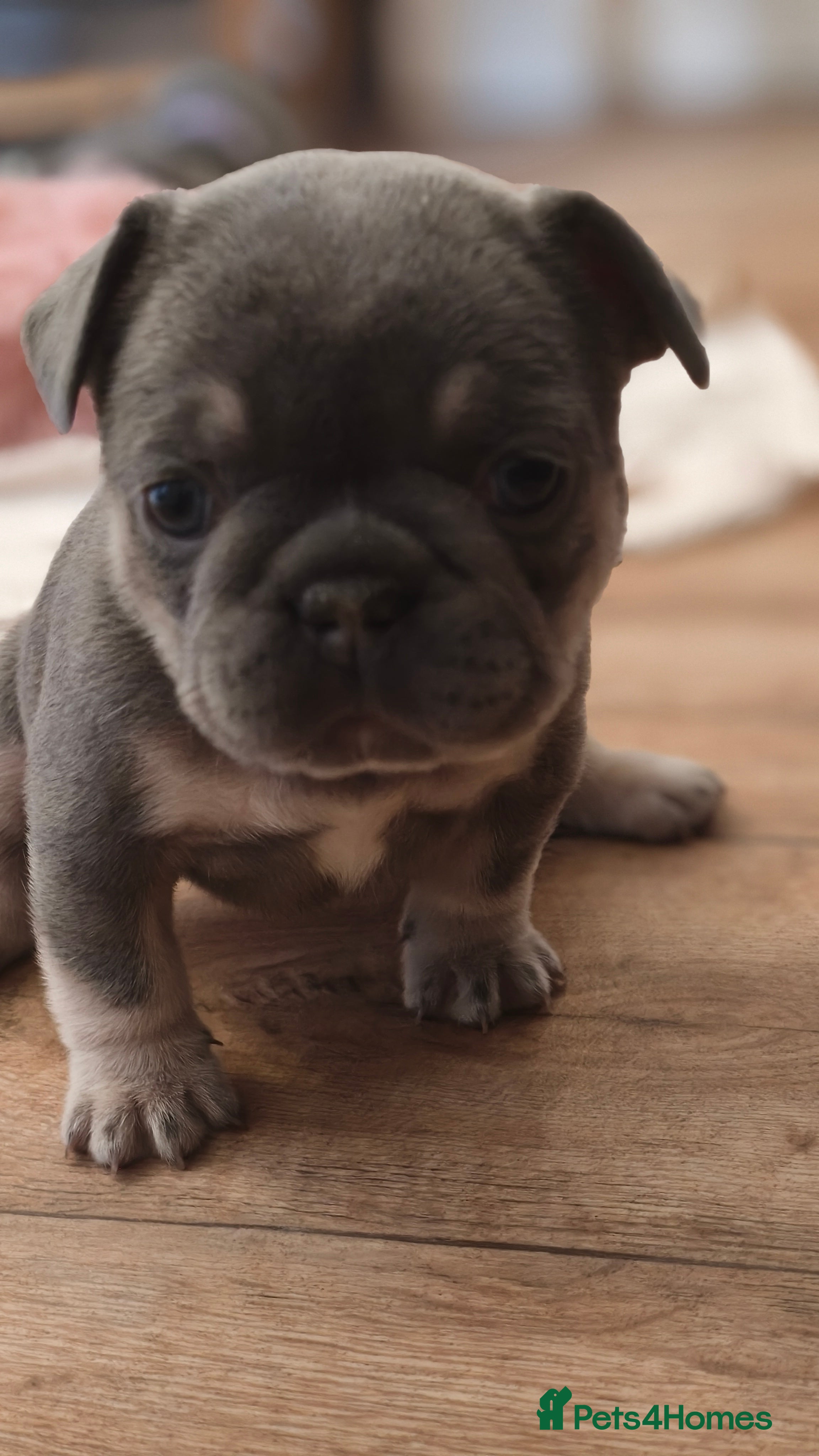 French Bulldog dogs Five beautiful girls - Advert 12