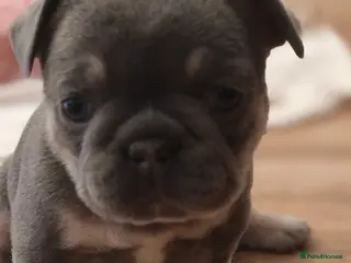 French Bulldog dogs Five beautiful girls - Advert 12