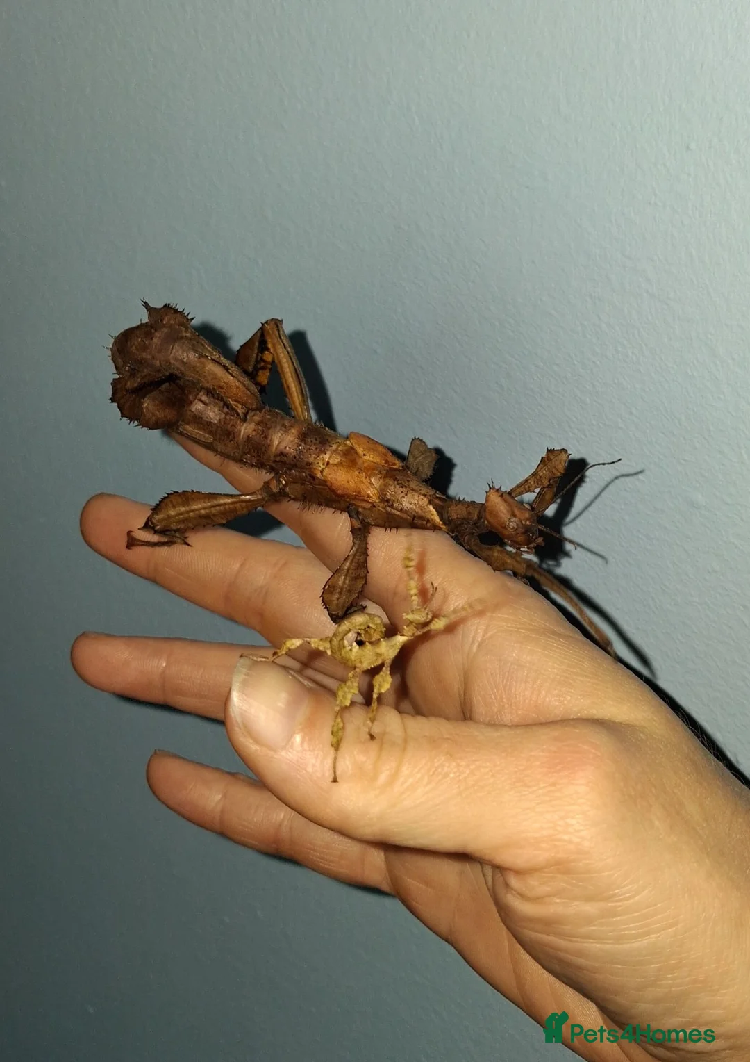 Stick Insects invertebrates for sale: Stick Insect Nymphs and Eggs for Sale - Advert 9
