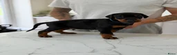 Dobermann dogs for sale: European Doberman puppies! - Advert 19