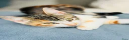 Turkish Angora cats for sale: 🐾 Unique Turkish Angora x Bengal Mix Kittens 🐾 - Advert 5