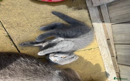 Scottish Fold cats for sale: Scottish-fold Kittens   - Image 20