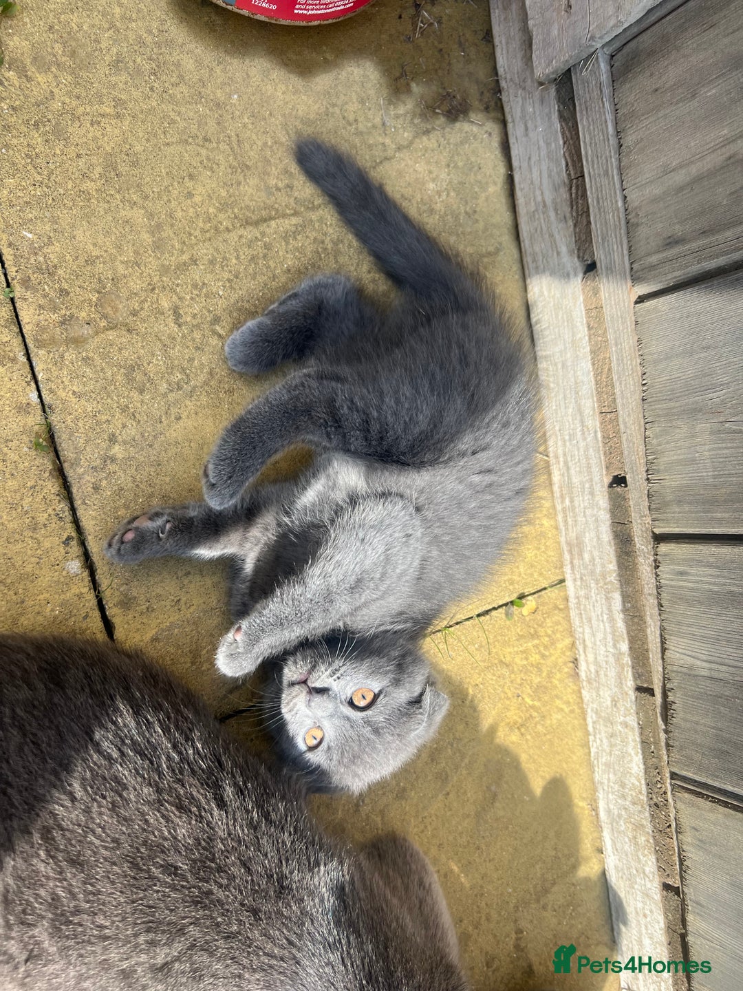 Scottish Fold cats for sale: Scottish-fold Kittens   - Image 20
