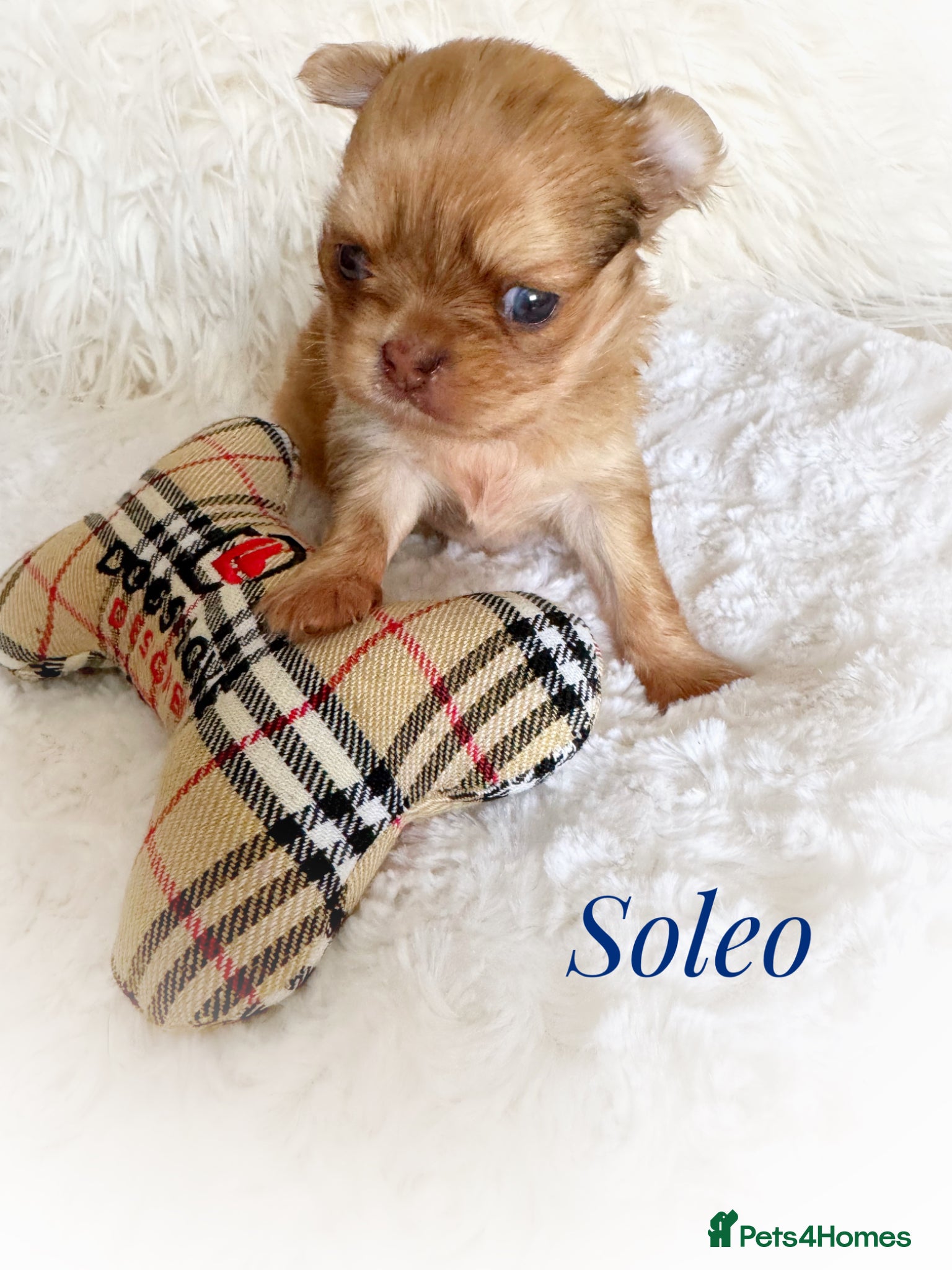 Chihuahua dogs Chihuahua puppies chocolate merle  - Advert 2