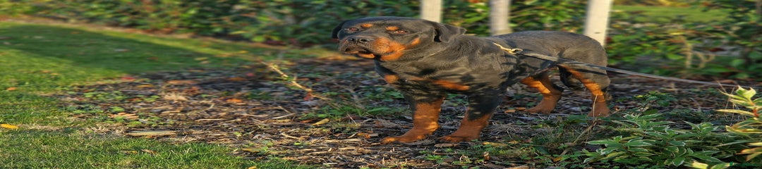 Rottweiler Puppy 1