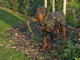 Rottweiler dogs 🔥 “Simba the Great — Now Available!” - Advert 15