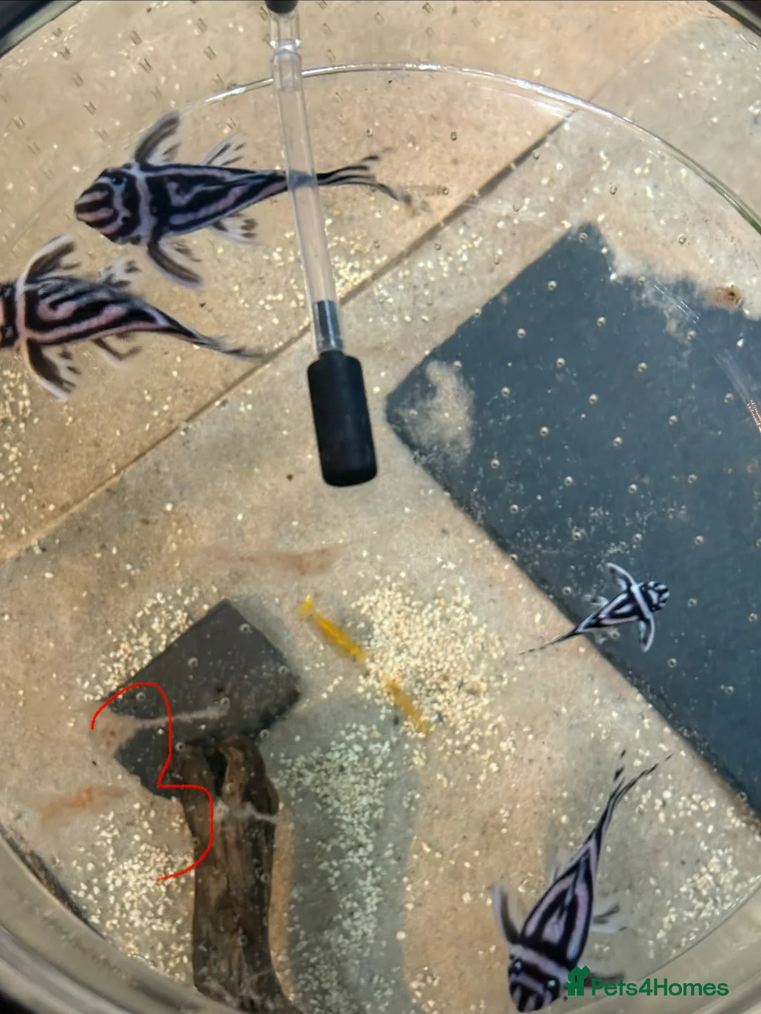 Plecos fish for sale: L046 zebra plecos 3x trios in Keighley - Advert 2