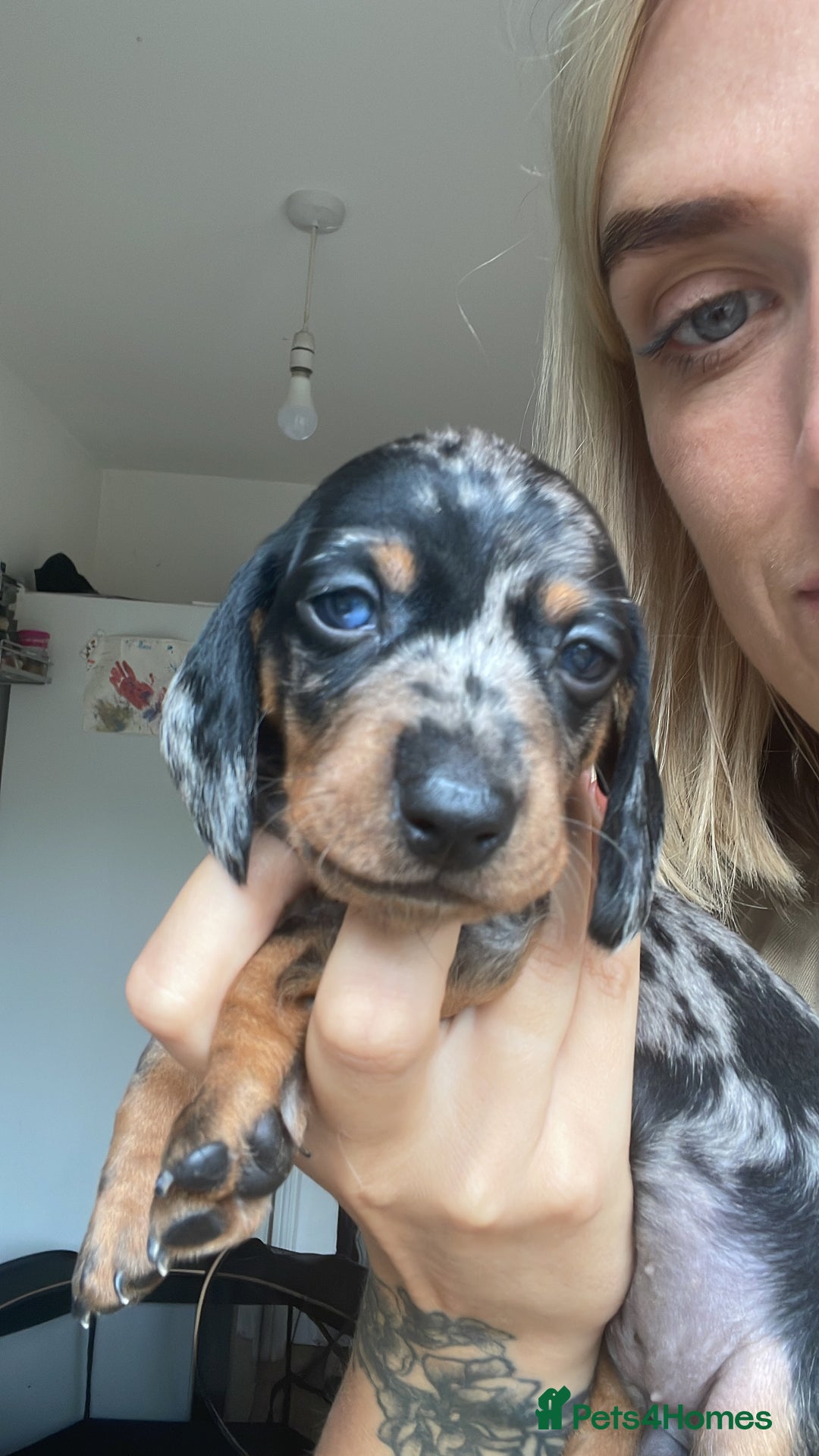 Dachshund dogs for sale: Exceptional dachshunds  - Image 9