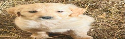 Golden Retriever dogs for sale: 5 golden retriever puppies - Advert 6