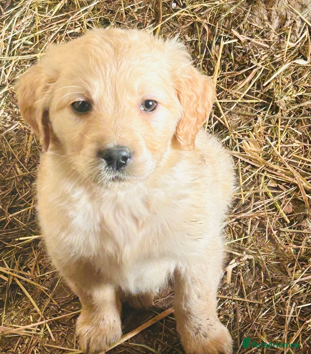Golden Retriever dogs for sale: 5 golden retriever puppies - Advert 6
