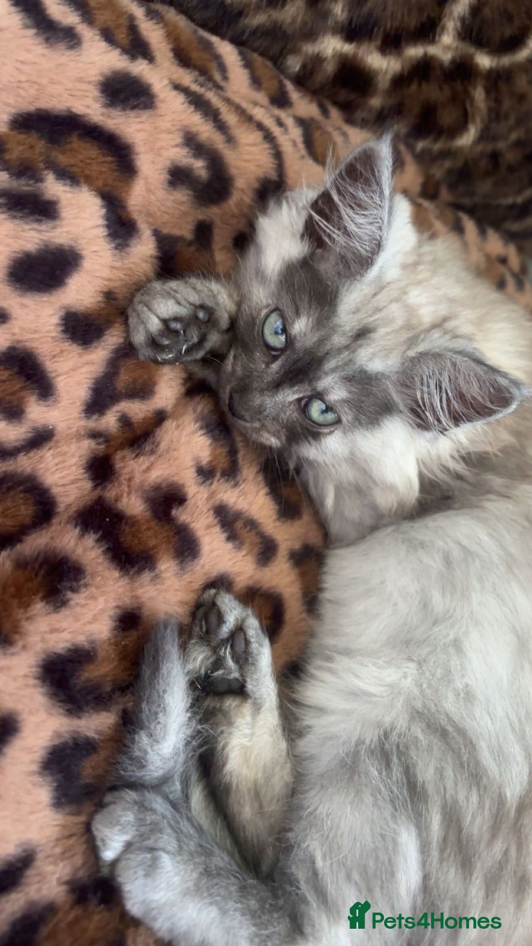 Mixed Breed cats for sale: Kittens  - Advert 2