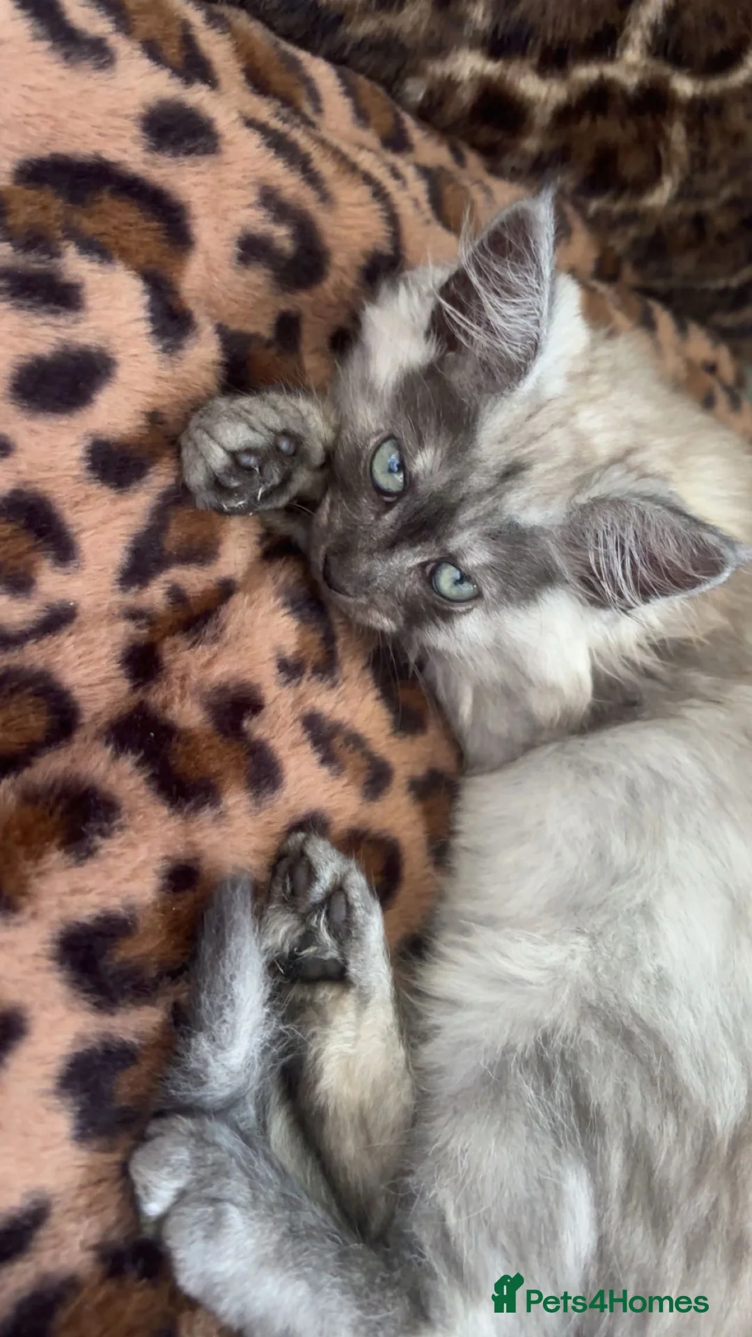 Mixed Breed cats for sale: Kittens  - Advert 1