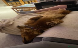 Dachshund dogs for sale: Dachshund for re-homing - Image 5