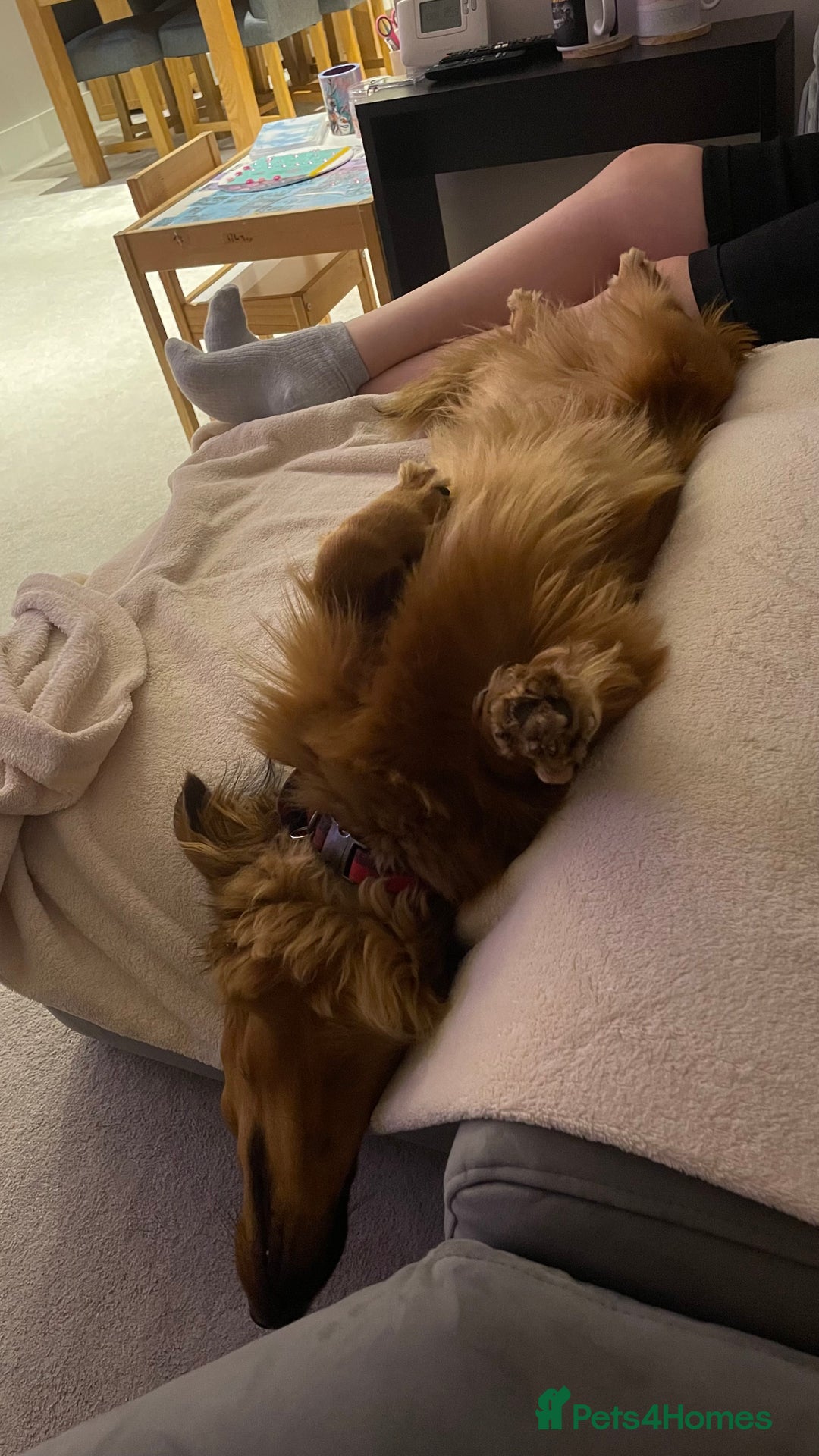 Dachshund dogs for sale: Dachshund for re-homing - Image 5