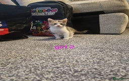 Mixed Breed cats for sale: Beautiful kittens 2 girls, 1 boy - Image 2