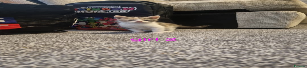 Mixed Breed girl Kitten 2