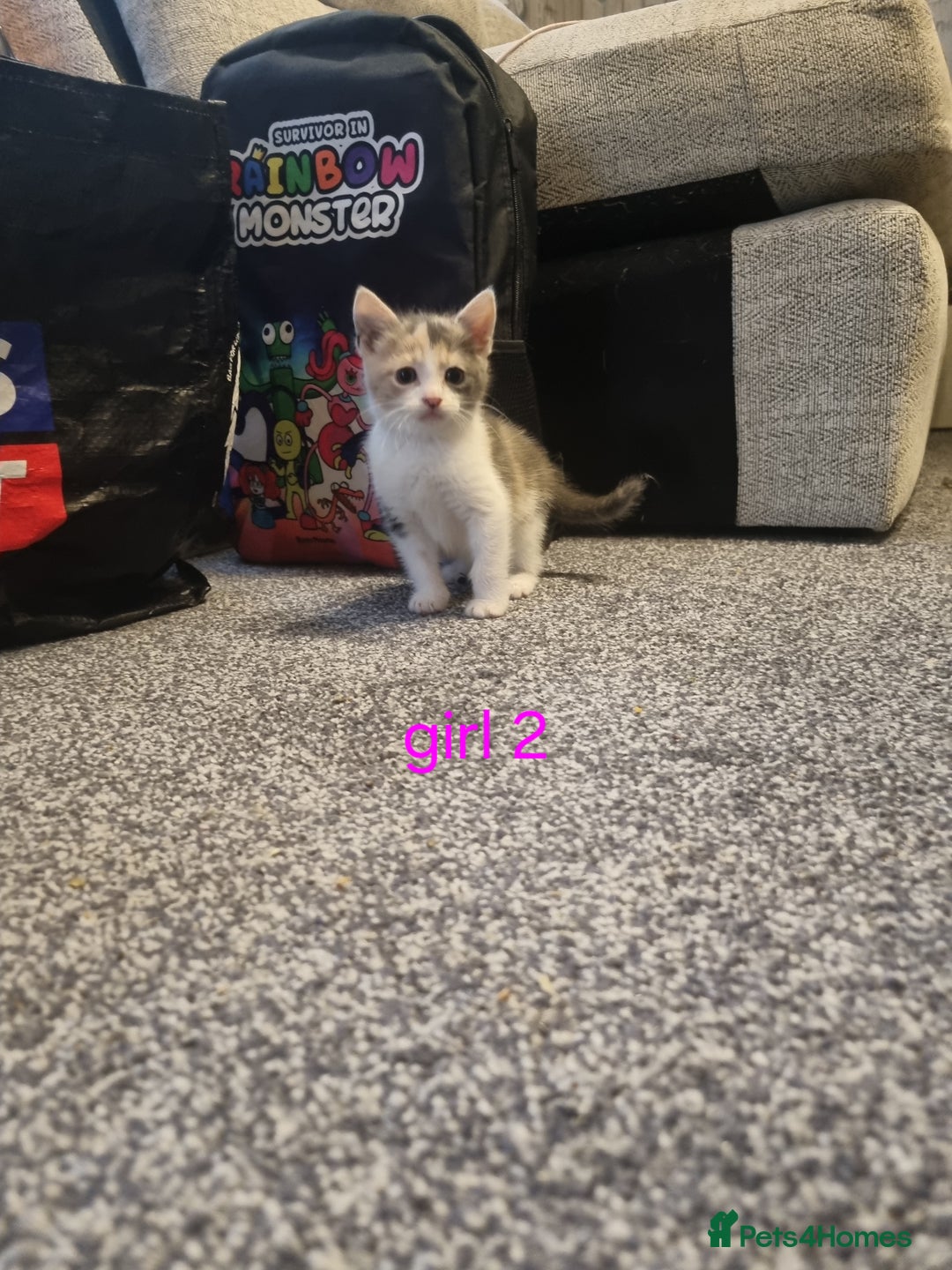 Mixed Breed cats for sale: Beautiful kittens 2 girls, 1 boy - Image 2