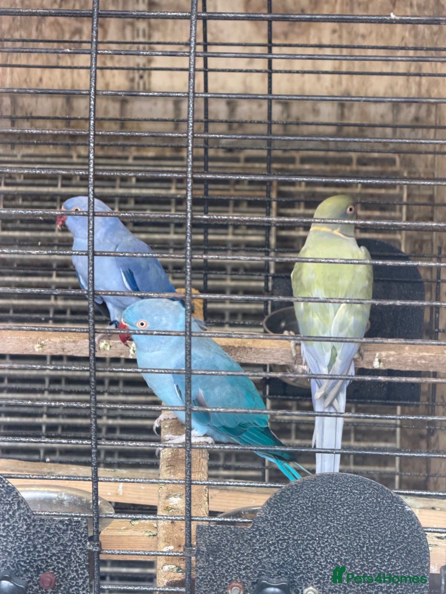 Ringnecks birds Breeding pair and single female ring necks  - Advert 8