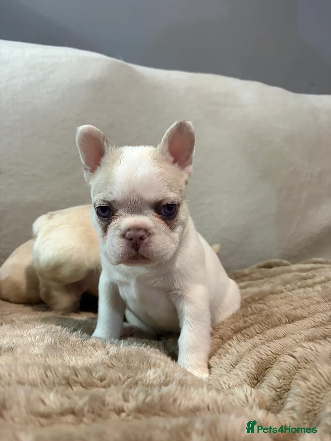 French Bulldog dogs for sale: French bulldog puppy’s  - Advert 1
