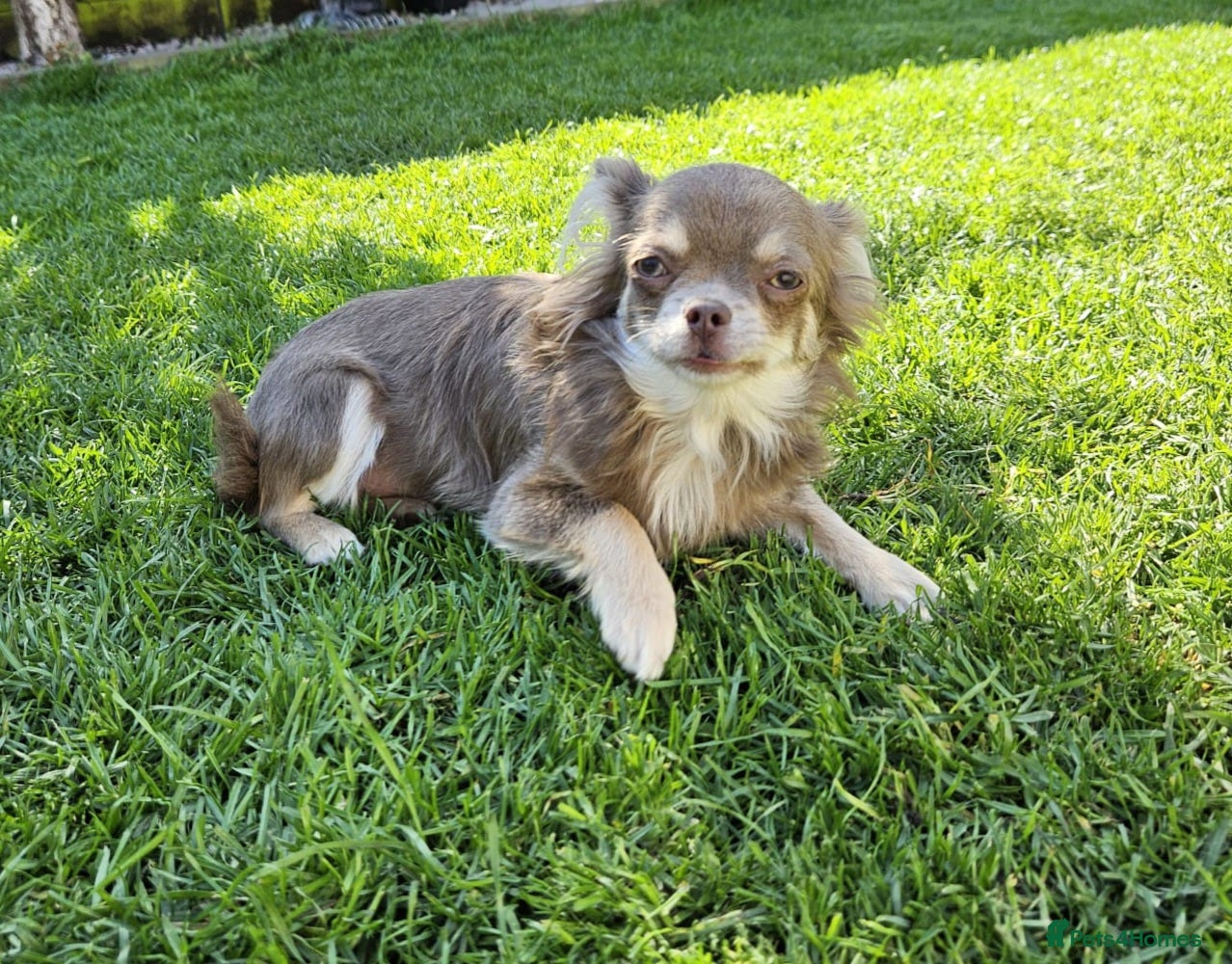 Chihuahua dogs  long coat female chihuahua - Advert 3