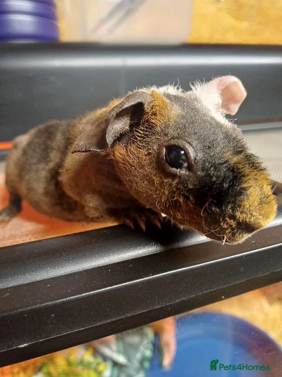 Guinea Pig rodents for sale: 2  baby male Skinny pigs. Brothers - Advert 9