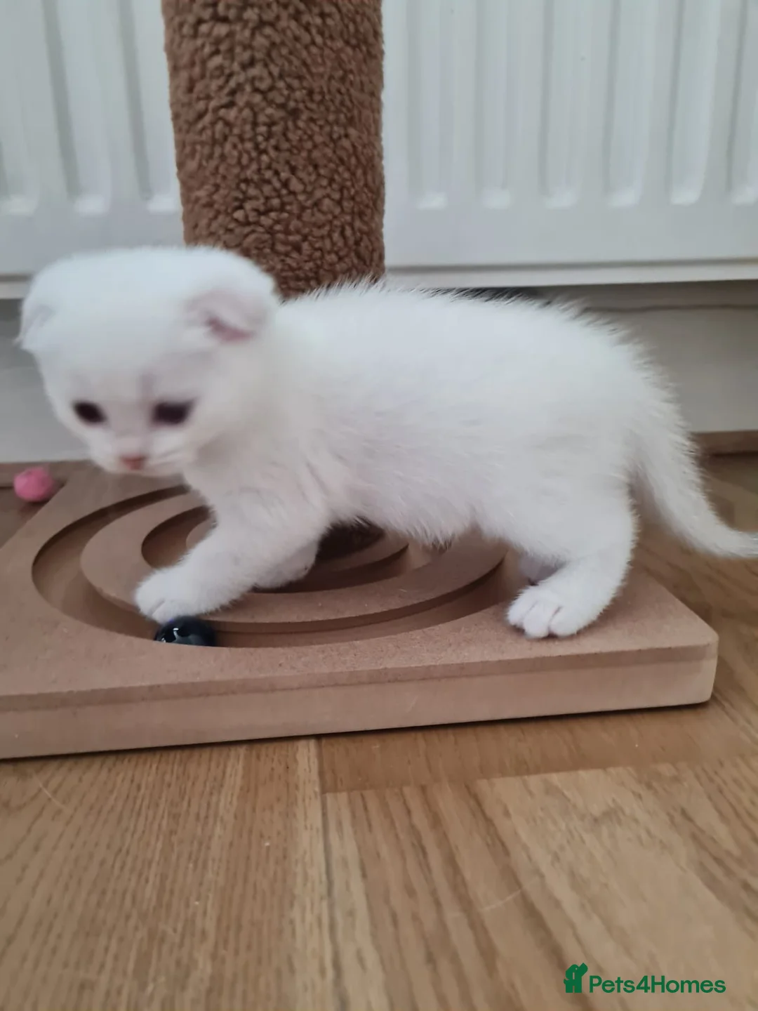 Scottish Fold cats for stud: Scottish straight cat for stud duties in Southampton - Advert 12