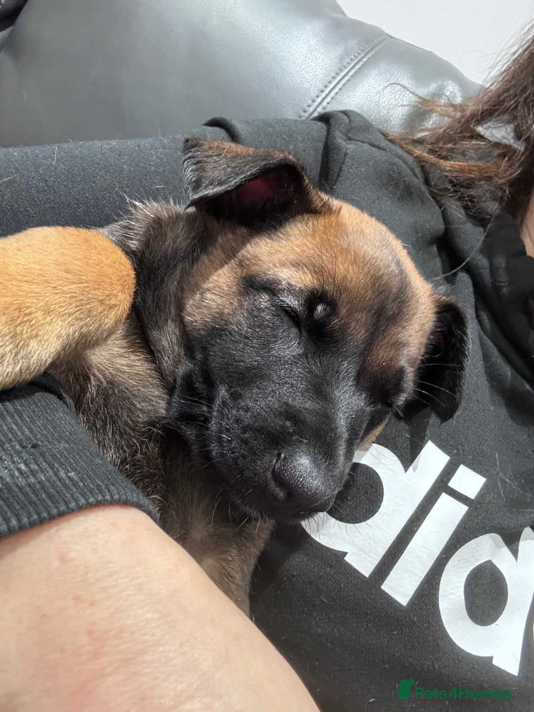 Belgian Shepherd Dog dogs for sale: Belgian Malinois Puppies - Advert 20